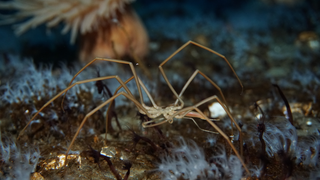 Nightmarish Sea Spiders Pump Their Blood Using Their Guts